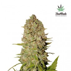 Pineapple Express Auto - FastBuds